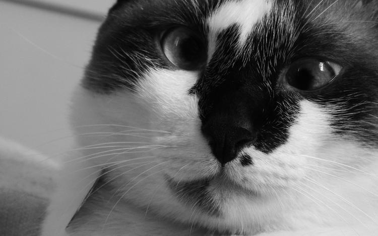 глаза, кот, мордочка, усы, кошка, взгляд, чёрно-белое, eyes, cat, muzzle, mustache, look, black and white