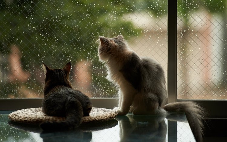 капли, дождь, пушистые, коты, окно, кошки, drops, rain, fluffy, cats, window
