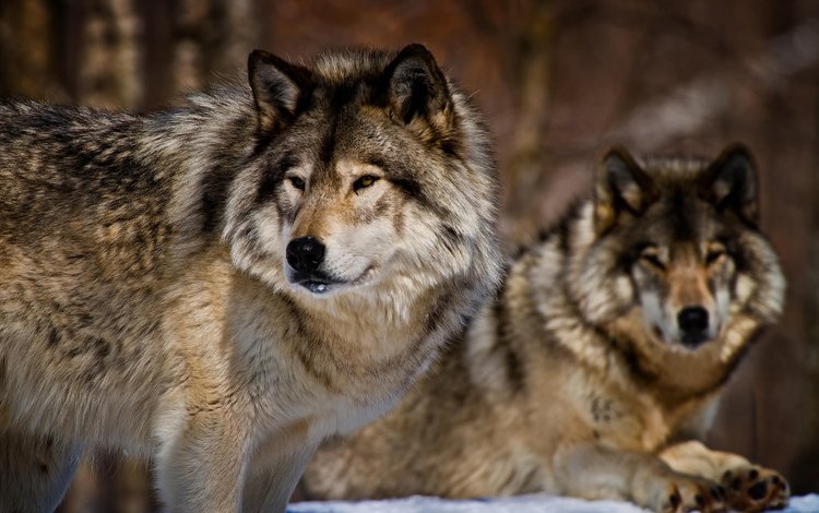 морда, взгляд, хищники, волки, michael cummings, face, look, predators, wolves