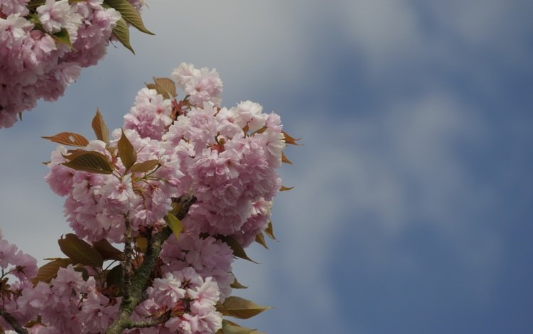 небо, ветка, цветение, весна, вишня, розовые цветы, the sky, branch, flowering, spring, cherry, pink flowers