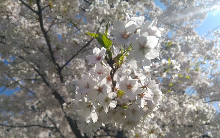 дерево, цветение, ветки, весна, вишня, белые цветы, tree, flowering, branches, spring, cherry, white flowers