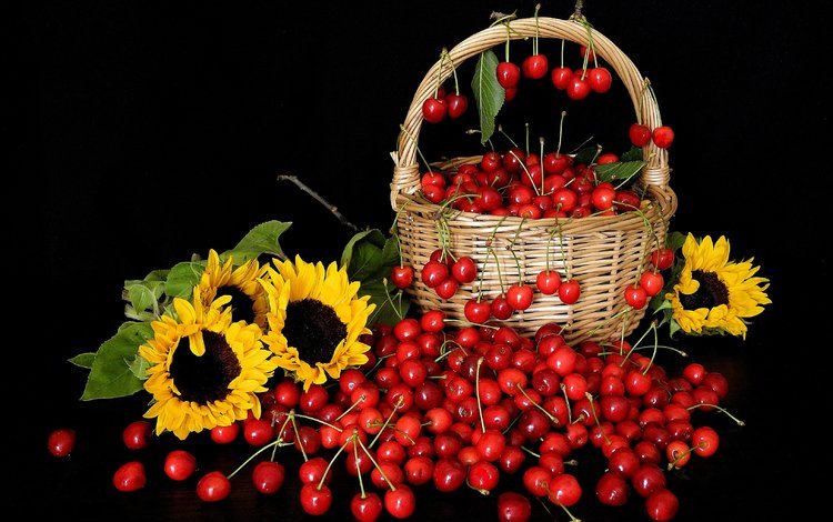 цветы, черешня, черный фон, корзина, подсолнухи, ягоды, вишня, натюрморт, flowers, cherry, black background, basket, sunflowers, berries, still life