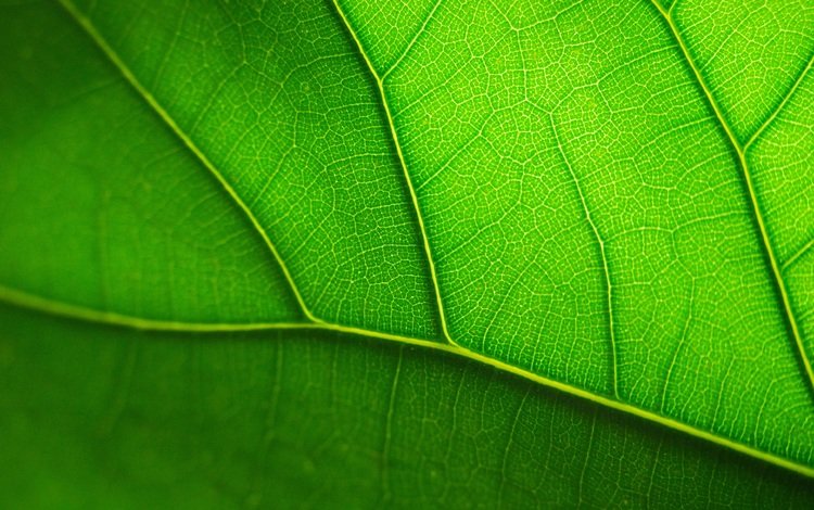 лист, прожилки, зеленый лист, крупным планом, sheet, veins, green leaf, closeup