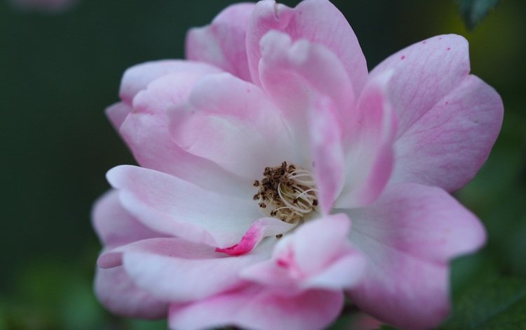 цветок, лепестки, пыльца, розовый цветок, крупным планом, flower, petals, pollen, pink flower, closeup