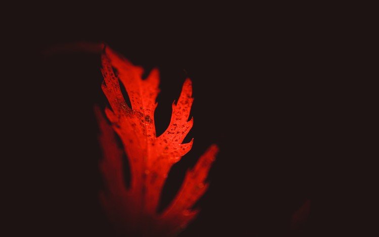 лист, черный фон, крупным планом, красный лист, sheet, black background, closeup, red leaf
