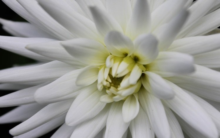 лепестки, георгин, белый цветок, крупным планом, petals, dahlia, white flower, closeup