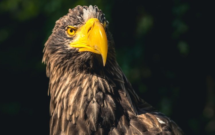 фон, орел, хищник, птица, клюв, перья, background, eagle, predator, bird, beak, feathers