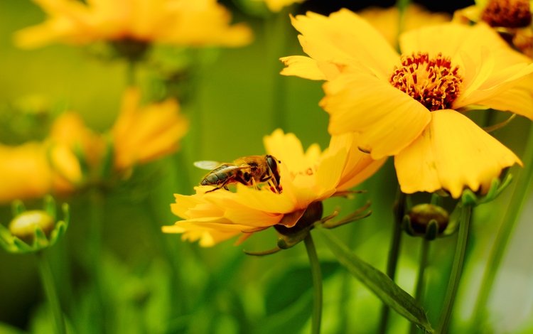 насекомое, лепестки, размытость, пчела, желтые цветы, insect, petals, blur, bee, yellow flowers