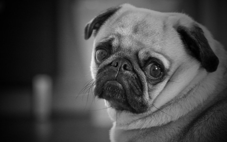 глаза, мордочка, взгляд, чёрно-белое, собака, мопс, eyes, muzzle, look, black and white, dog, pug