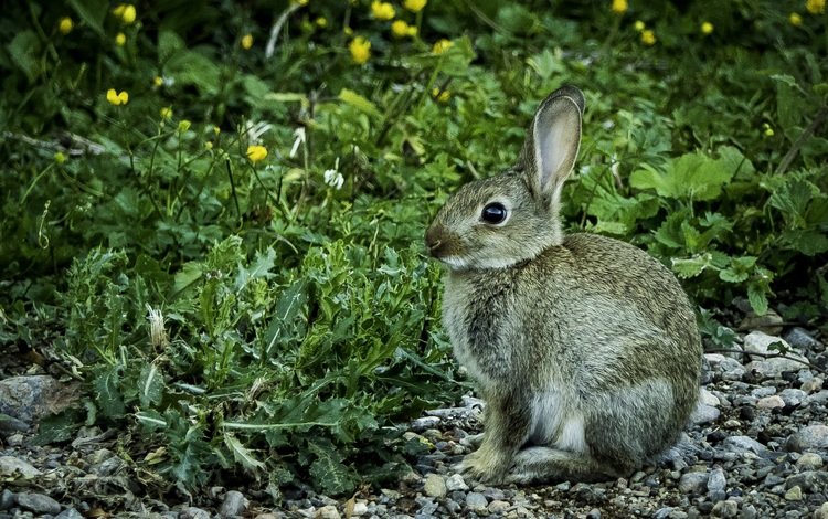 цветы, трава, камни, кролик, животное, заяц, flowers, grass, stones, rabbit, animal, hare
