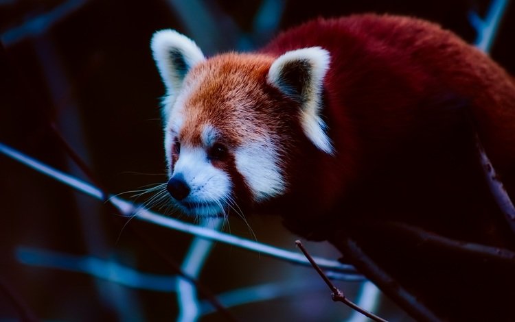 морда, ветки, панда, животное, красная панда, малая панда, face, branches, panda, animal, red panda