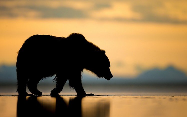 закат, медведь, силуэт, гризли, sunset, bear, silhouette, grizzly