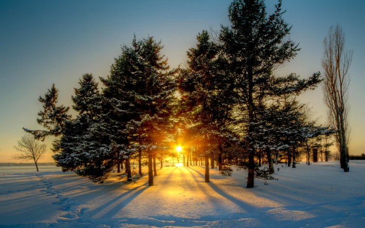 солнце, снег, природа, лес, зима, рассвет, канада, viktor elizarov, the sun, snow, nature, forest, winter, dawn, canada