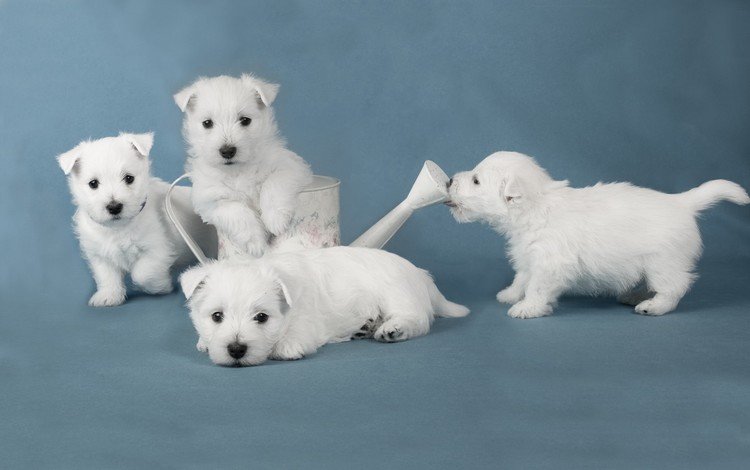 взгляд, щенки, собаки, мордочки, лейка, вест-хайленд-уайт-терьер, look, puppies, dogs, faces, lake, the west highland white terrier