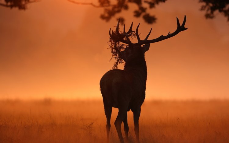природа, олень, животное, рога, солнечный свет, nature, deer, animal, horns, sunlight