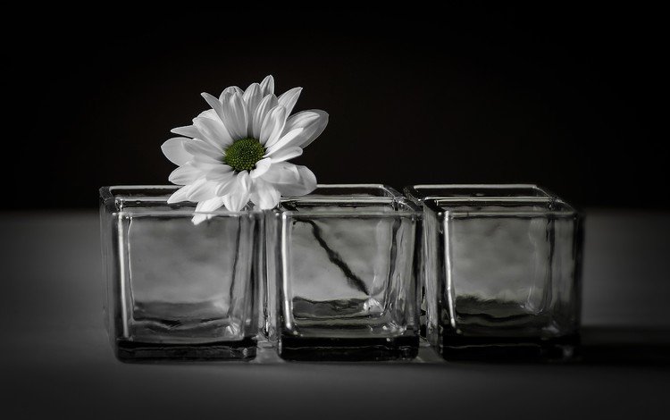 цветок, лепестки, ромашка, черный фон, стаканы, гербера, flower, petals, daisy, black background, glasses, gerbera
