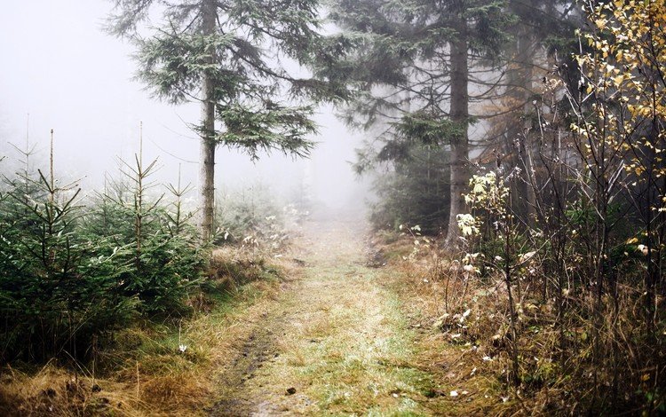 дорога, деревья, природа, растения, лес, пейзаж, туман, путь, road, trees, nature, plants, forest, landscape, fog, the way