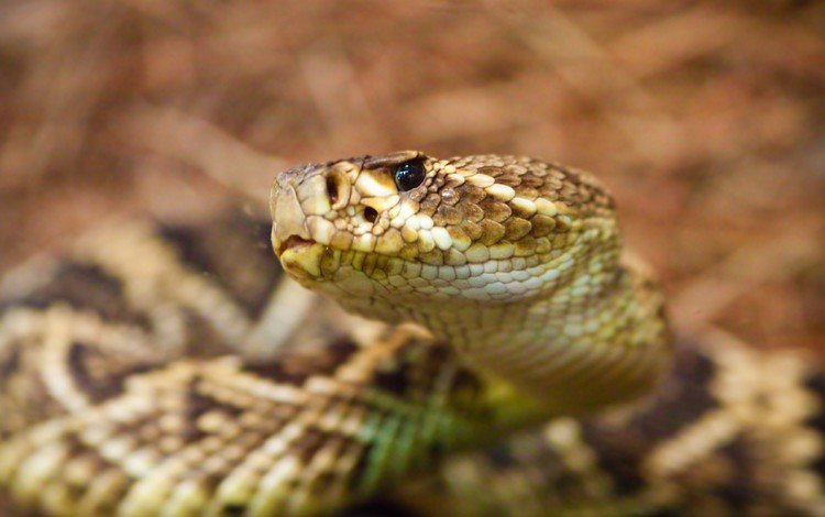 змея, рептилия, гадюка, гремучая змея, snake, reptile, viper, rattlesnake