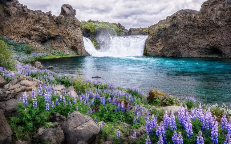 цветы, река, природа, водопад, flowers, river, nature, waterfall