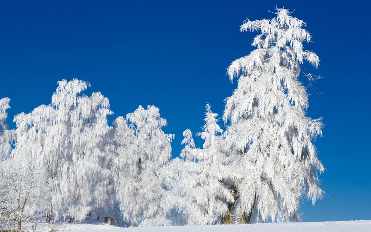 небо, деревья, снег, природа, лес, зима, иней, the sky, trees, snow, nature, forest, winter, frost