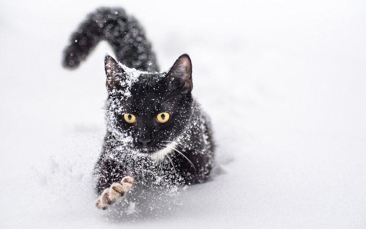 снег, зима, кот, мордочка, усы, кошка, взгляд, желтые глаза, tod stevenson, snow, winter, cat, muzzle, mustache, look, yellow eyes