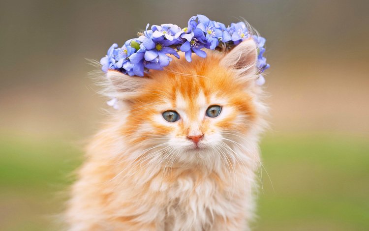 цветы, кот, мордочка, усы, кошка, взгляд, рыжий, венок, flowers, cat, muzzle, mustache, look, red, wreath