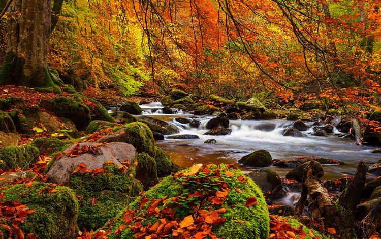 деревья, мох, река, природа, камни, лес, листья, пейзаж, осень, trees, moss, river, nature, stones, forest, leaves, landscape, autumn