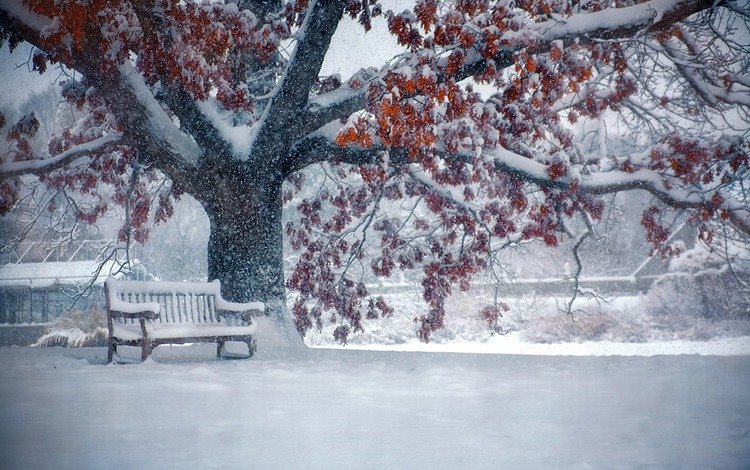 снег, природа, дерево, листья, зима, парк, ветки, скамейка, snow, nature, tree, leaves, winter, park, branches, bench