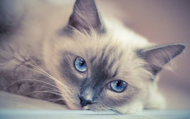 кот, мордочка, усы, кошка, взгляд, голубые глаза, cat, muzzle, mustache, look, blue eyes