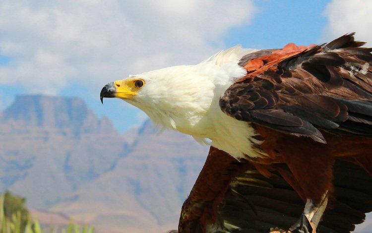 орел, хищник, птица, клюв, перья, белоголовый орлан, eagle, predator, bird, beak, feathers, bald eagle