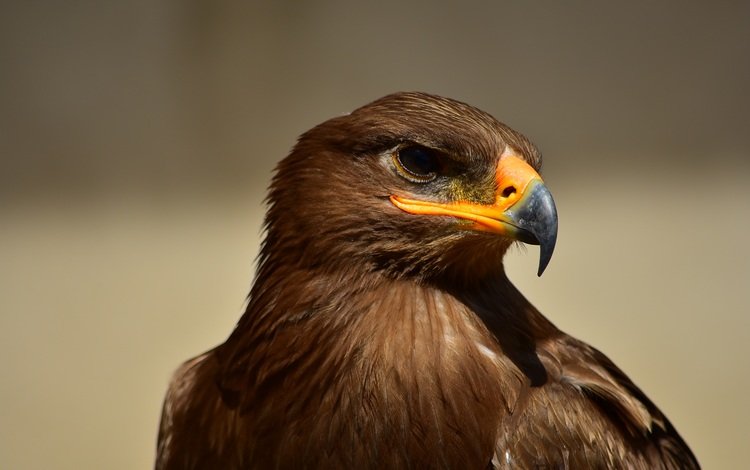 орел, птица, клюв, перья, eagle, bird, beak, feathers