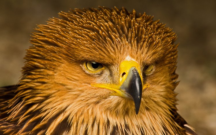 портрет, взгляд, орел, хищник, птица, клюв, перья, portrait, look, eagle, predator, bird, beak, feathers