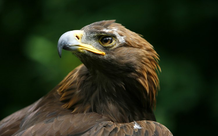 орел, хищник, птица, клюв, беркут, голова, aquila chrysaetos, eagle, predator, bird, beak, head
