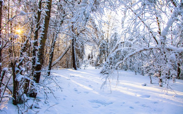 природа, лес, зима, valery chernodedov, nature, forest, winter