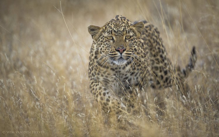 хищник, большая кошка, ягуар, predator, big cat, jaguar