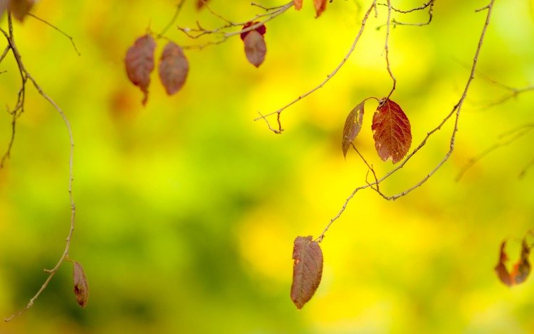 листья, макро, ветки, осень, размытость, leaves, macro, branches, autumn, blur