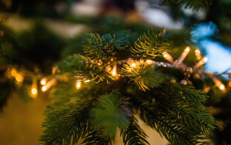 новый год, елка, хвоя, ветки, рождество, огоньки, гирлянда, new year, tree, needles, branches, christmas, lights, garland