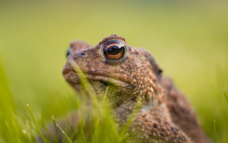 глаза, трава, лягушка, животное, жаба, амфибия, земноводные, eyes, grass, frog, animal, toad, amphibian, amphibians