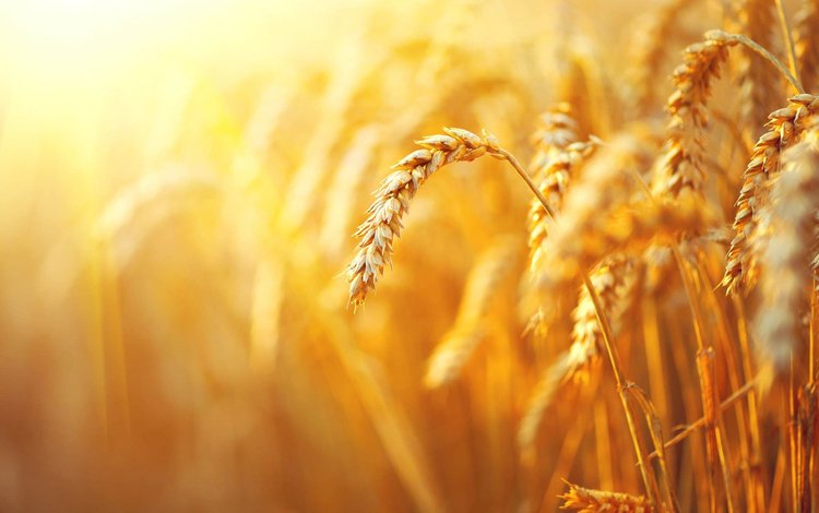 природа, макро, поле, размытость, колосья, пшеница, злаки, nature, macro, field, blur, ears, wheat, cereals