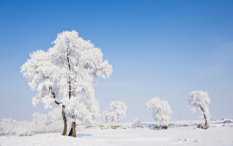 деревья, природа, зима, пейзаж, иней, trees, nature, winter, landscape, frost