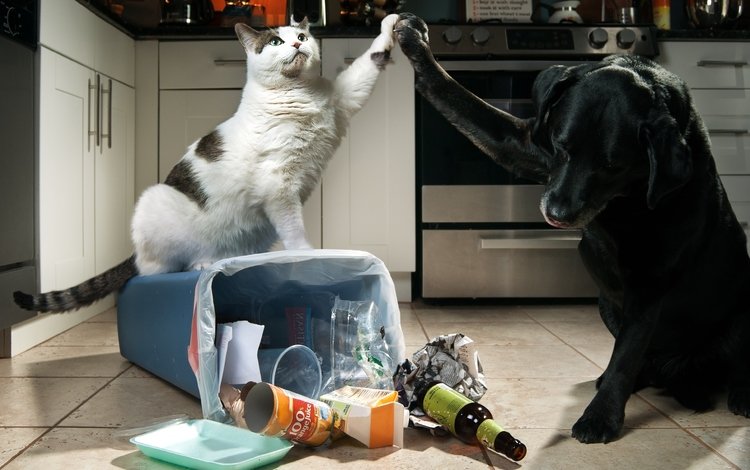 кот, кошка, собака, креатив, мусор, друзья, лабрадор ретривер, cat, dog, creative, garbage, friends, labrador retriever