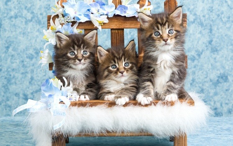 глаза, взгляд, стул, кошки, котята, мордочки, мейн-кун, eyes, look, chair, cats, kittens, faces, maine coon