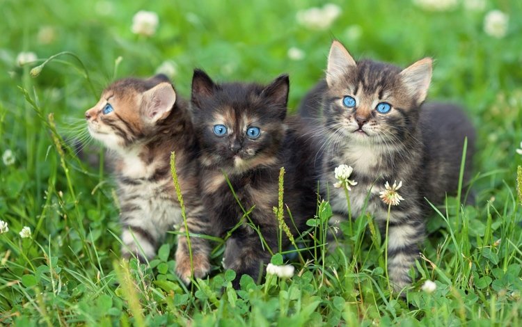 трава, клевер, взгляд, кошки, котята, голубые глаза, мордочки, grass, clover, look, cats, kittens, blue eyes, faces