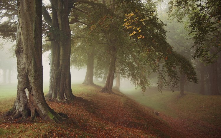 деревья, осень, природа, лес, листья, парк, туман, ветки, стволы, trees, autumn, nature, forest, leaves, park, fog, branches, trunks