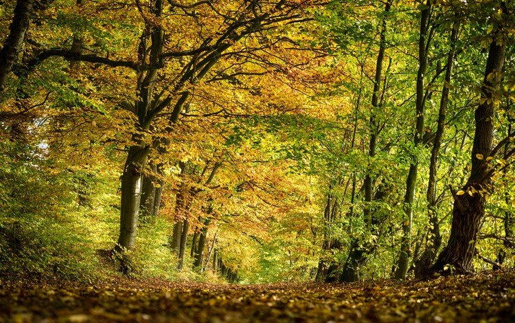 деревья, природа, лес, парк, осень, trees, nature, forest, park, autumn