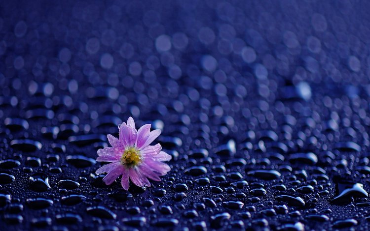 цветок, капли, лепестки, дождь, капли воды, flower, drops, petals, rain, water drops