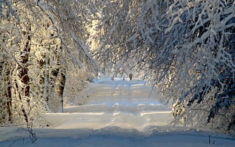 дорога, деревья, снег, природа, лес, зима, ветки, иней, road, trees, snow, nature, forest, winter, branches, frost