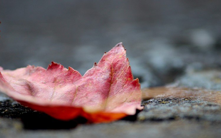 природа, макро, осень, лист, кленовый лист, осенний листок, nature, macro, autumn, sheet, maple leaf