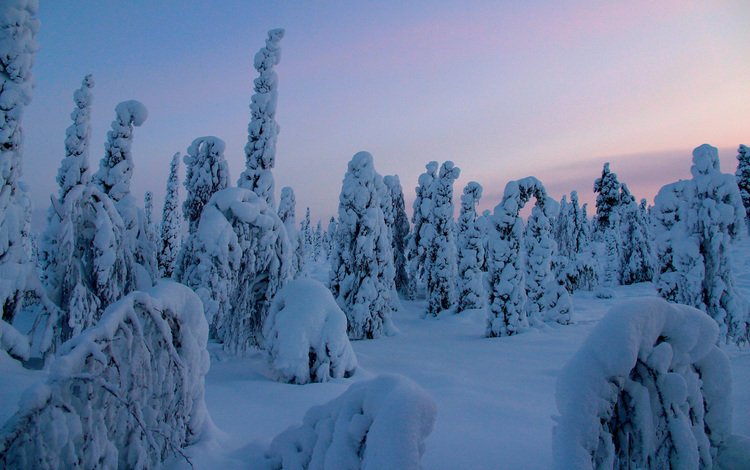 деревья, снег, природа, лес, зима, trees, snow, nature, forest, winter