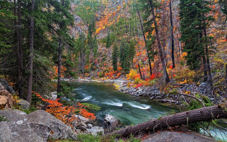 река, природа, лес, осень, river, nature, forest, autumn